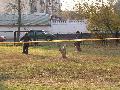 
img-021.jpg							