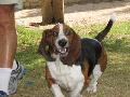 
basset.jpg							